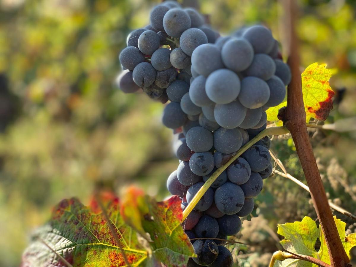 Naturalmente Wine Resort Agliano Terme Exteriör bild